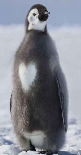 Poza Zilei Pinguinul Cu Inima Desenata Pe Piept Orpius S Blog